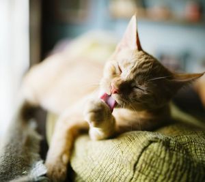 Close-up of cat licking paw while lying on bed