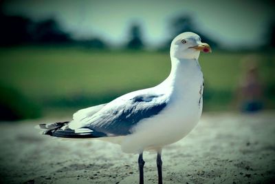 Close-up of seagull perching outdoors