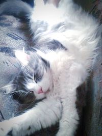Close-up of cat sleeping