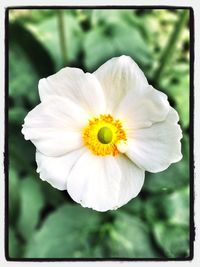 Close-up of white flower