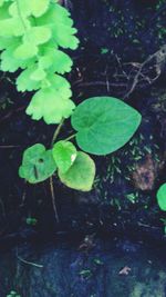 Close-up of green leaves