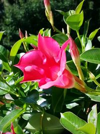 Close-up of pink flowers blooming outdoors