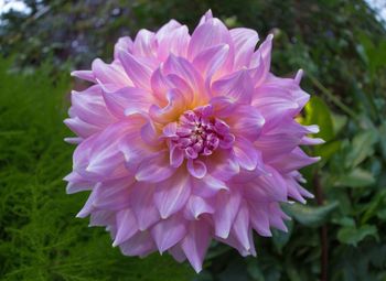 Close-up of flower blooming outdoors