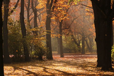 Trees in forest during autumn