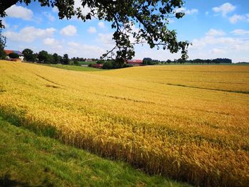 Scenic view of field against sky