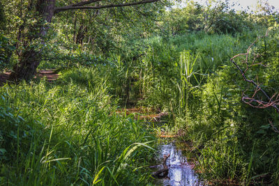 Scenic view of forest