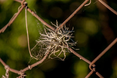 Close-up of dried plant on chainlink fence