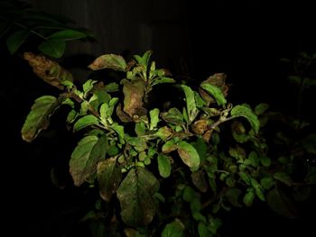 Close-up of green plant at night