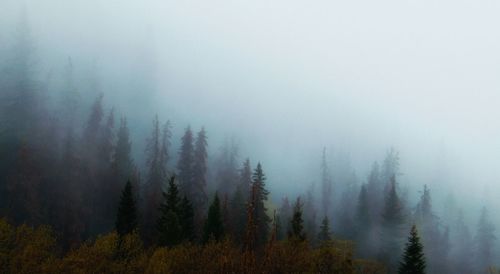 Trees in forest during foggy weather