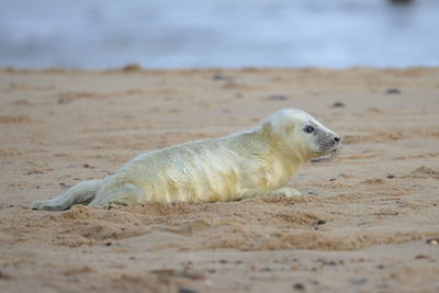 Close-up of seal lying on sand at beach