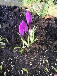 High angle view of purple crocus blooming outdoors