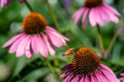 Close-up of bee on pink flower