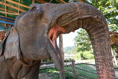 Close-up of elephant