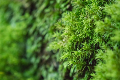 Close-up of plant growing in forest