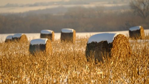 Close-up of hay bales on field