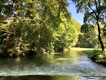 Scenic view of river amidst trees in forest