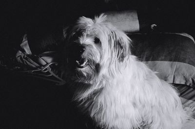 Close-up portrait of a dog