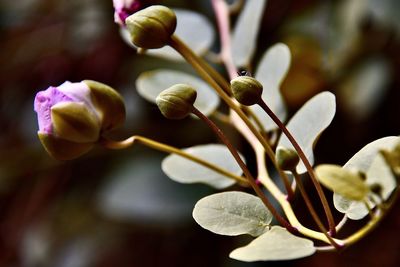 Close-up of flowering plant