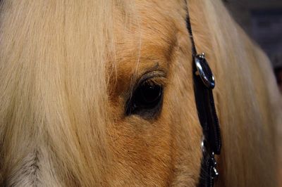 Close-up of horse eye