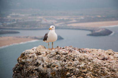 Seagull perching on rock by sea