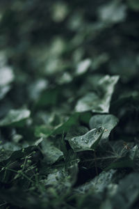 Close-up of fresh green plant