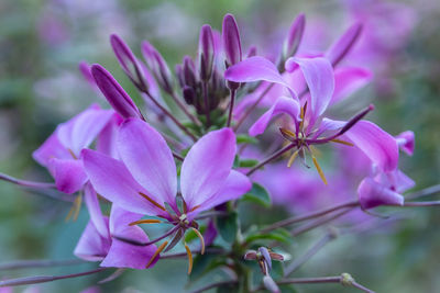 Close-up of pink flowering plants