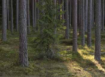 Pine trees in forest