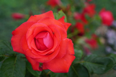 Close-up of red rose blooming outdoors