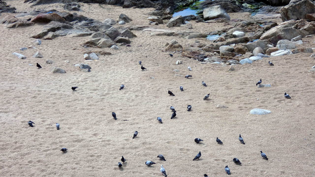 HIGH ANGLE VIEW OF BIRDS ON SAND AT BEACH