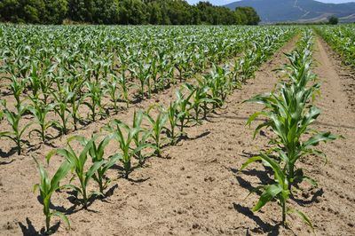 Plants growing on field