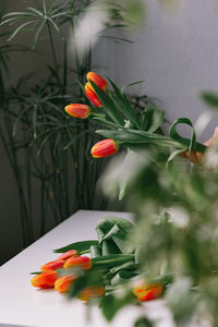 Tulips for a gift on march 8 or birthday, florist or flower shop. women's hands make a bouquet