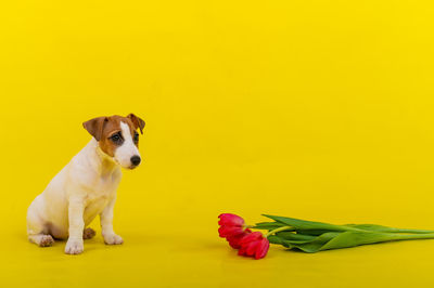 Close-up of dog against yellow background