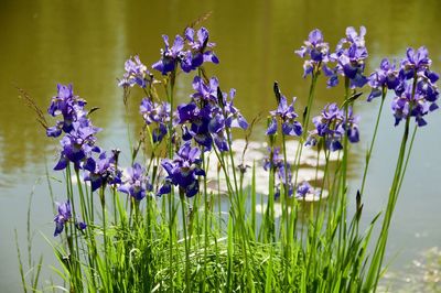 Close-up of purple flowering plants