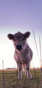 Portrait of a horse on field