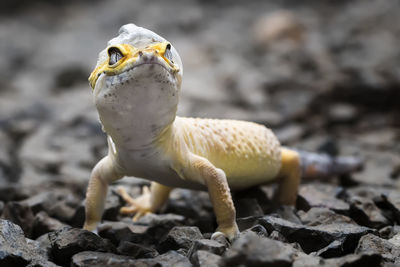 Lemon frost gecko shed its skin, all shedding process captured, amazing animal reptile photo series