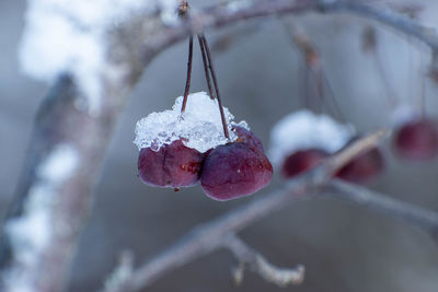 Close-up of frozen plant