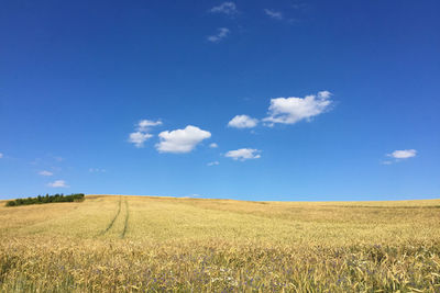 Scenic view of agricultural field against blue sky