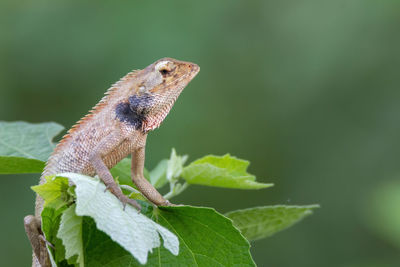 Close-up of a lizard