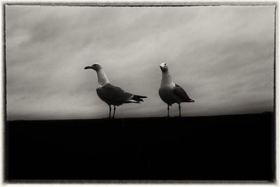 View of birds in flight