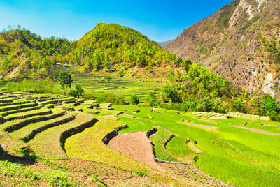 Scenic view of field against sky