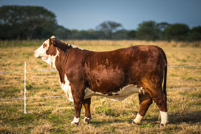 Cow standing in a field