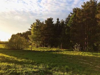 Nature scenery with trees and sky