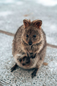 Quokka only inhabits in western australia, mostly on rottnest island. 