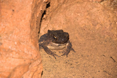 Toad on the rock in thailand 