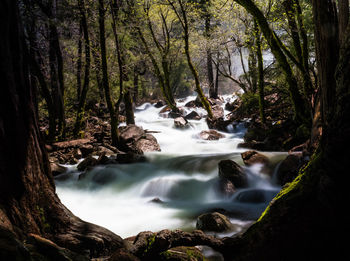 Scenic view of waterfall in forest