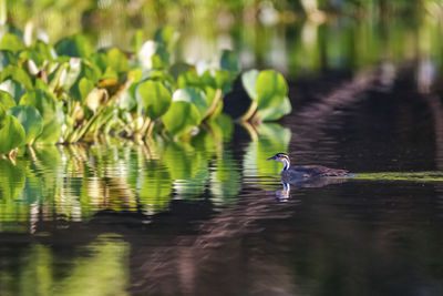 High angle view of duck swimming in lake