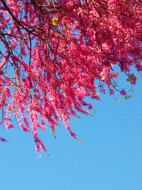 Low angle view of trees