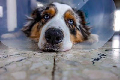 Close-up portrait of dog lying down on floor