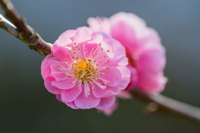 Close-up of pink flower