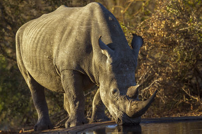 View of elephant in lake